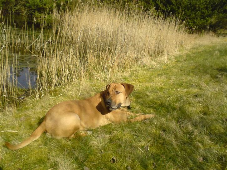 Cane corso Pippi R.I.P. billede 15