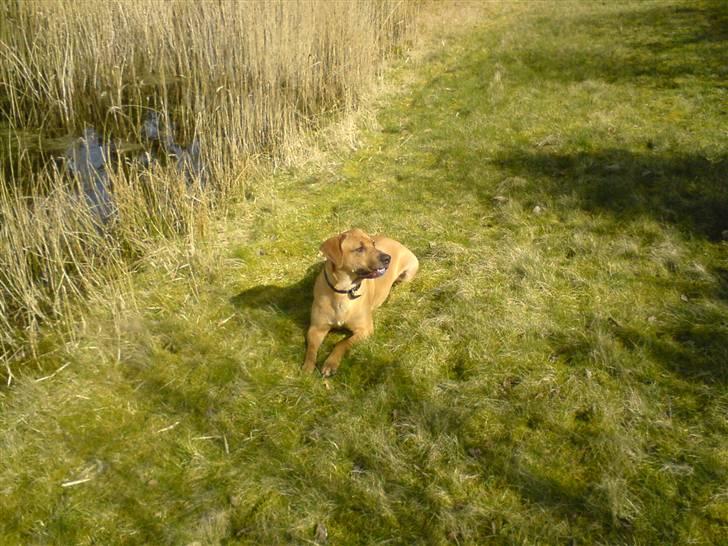 Cane corso Pippi R.I.P. billede 17