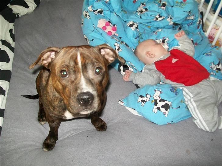 Staffordshire bull terrier Bella - passer på min lille frederik.. billede 3