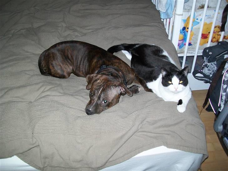 Staffordshire bull terrier Bella - en god slapper... billede 4