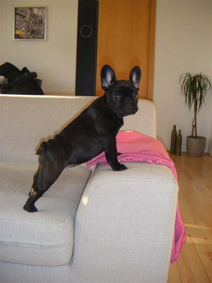 Fransk bulldog Valfers de Anna (Berta) billede 18