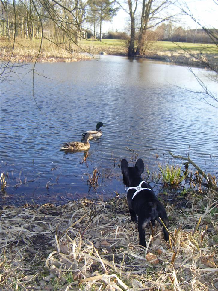 Fransk bulldog Valfers de Anna (Berta) billede 19