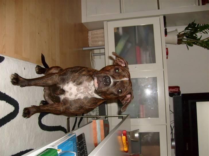 Staffordshire bull terrier Bella - lidt fotomodel er man vel altid... billede 5