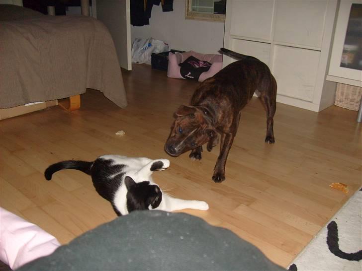 Staffordshire bull terrier Bella - skal vi lege....??? billede 6