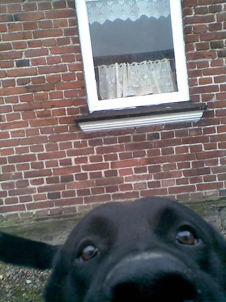 Blanding af racer Basse billede 14