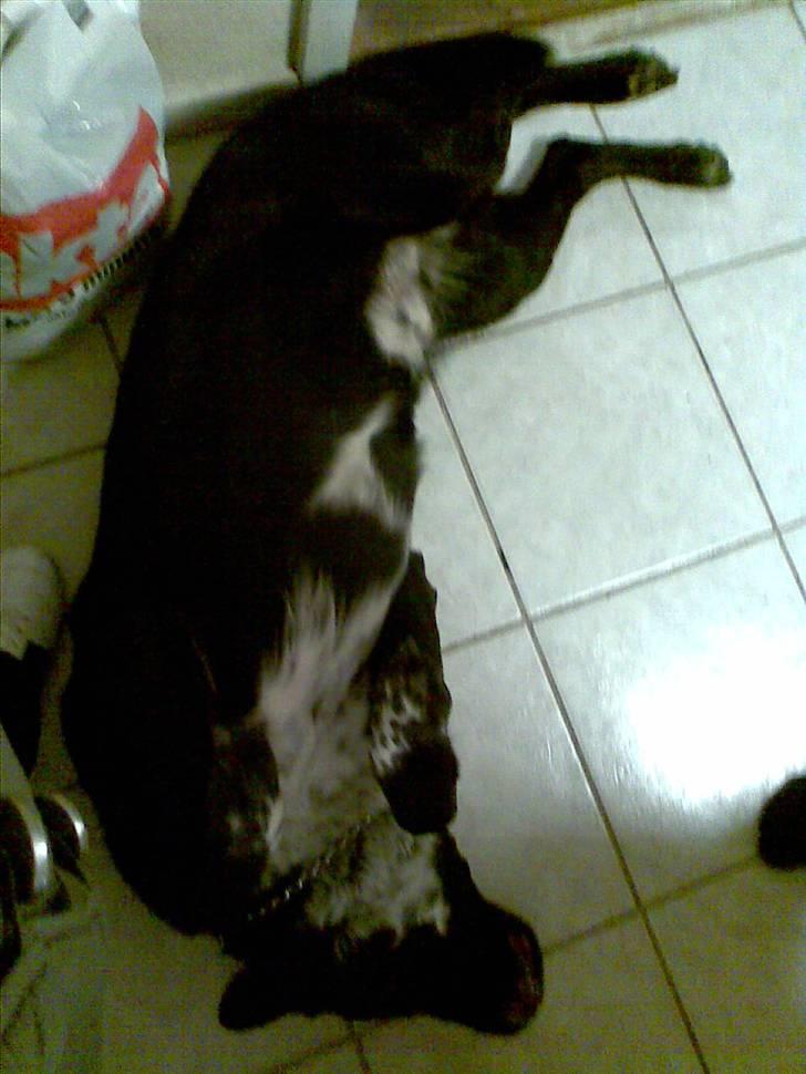 Blanding af racer Basse billede 15