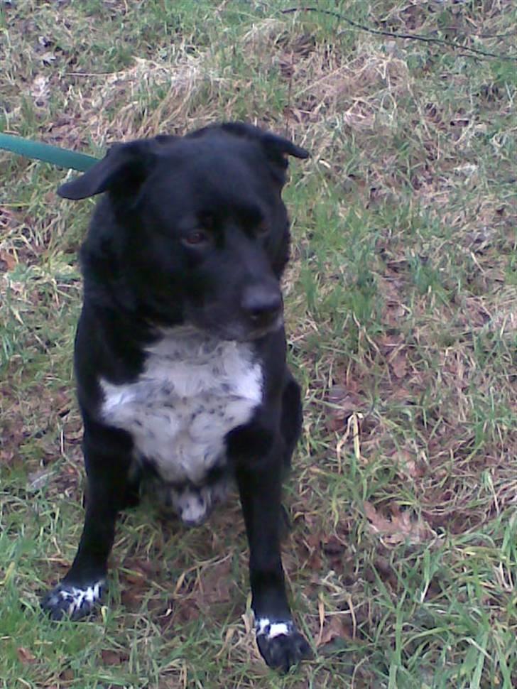 Blanding af racer Basse billede 16