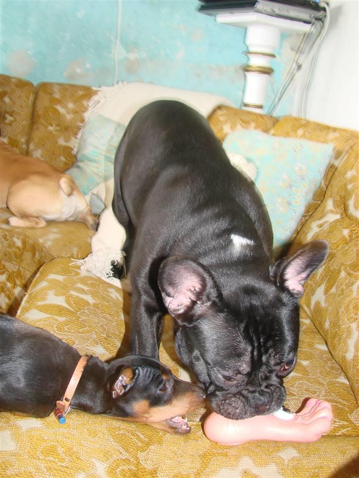 Dvaergpinscher Chung  billede 9