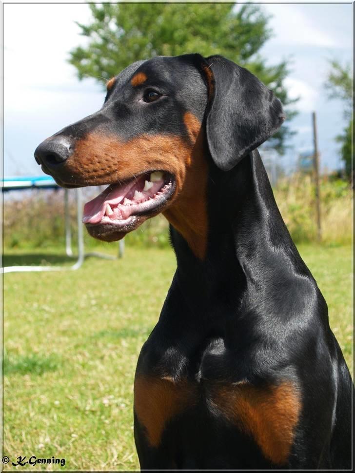 Dobermann Proud Danish Aragon billede 1