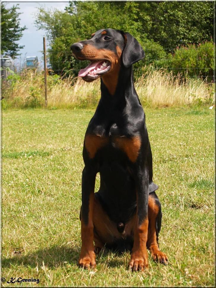 Dobermann Proud Danish Aragon billede 2