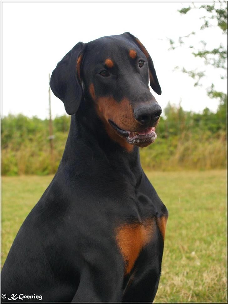Dobermann Proud Danish Aragon billede 3