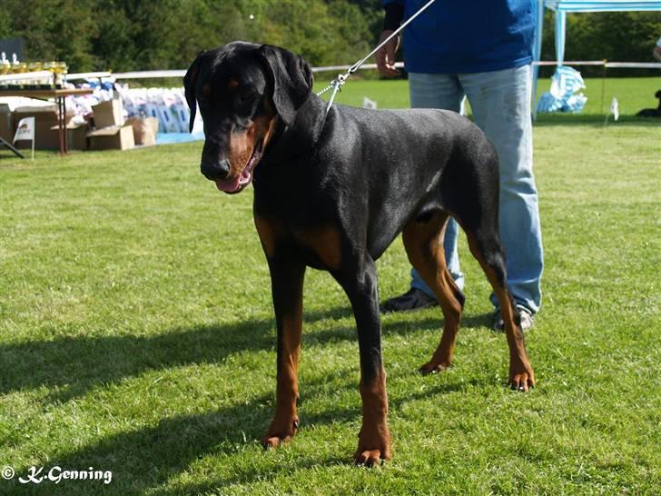 Dobermann Proud Danish Aragon billede 4