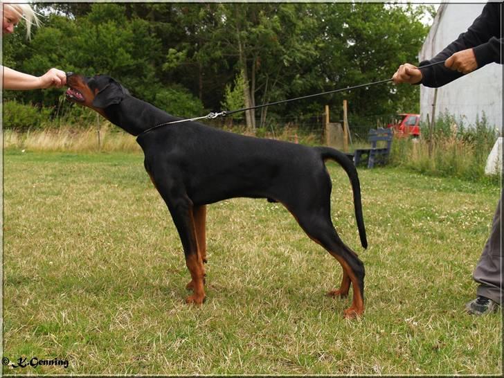 Dobermann Proud Danish Aragon billede 5