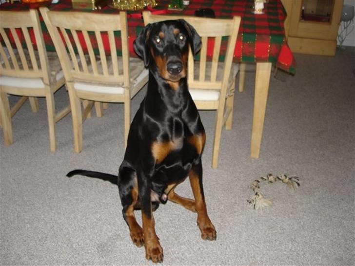 Dobermann Proud Danish Aragon billede 8