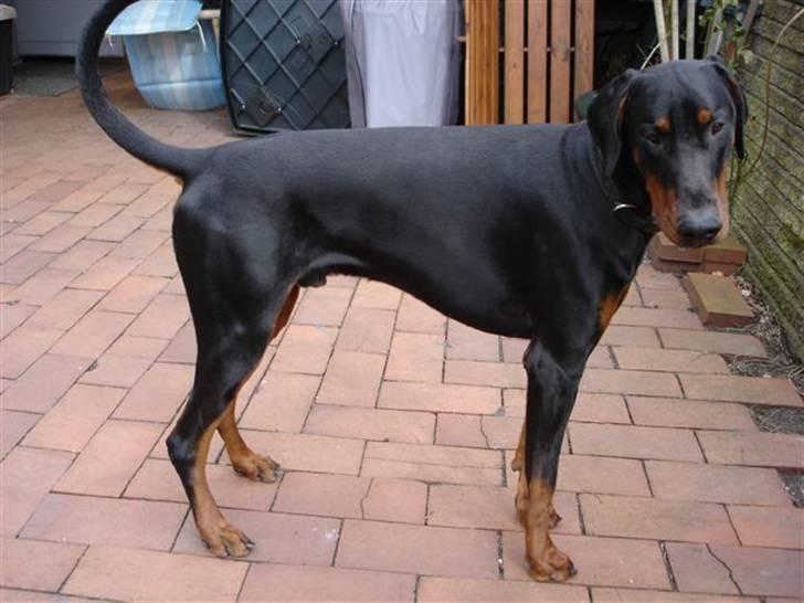 Dobermann Proud Danish Aragon billede 9