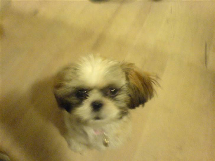 Shih tzu Lina - hej jeg hedder lina billede 1