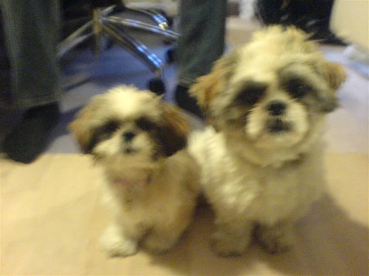 Shih tzu Lina - min storebror og jeg sidder pænt for fotografen billede 2