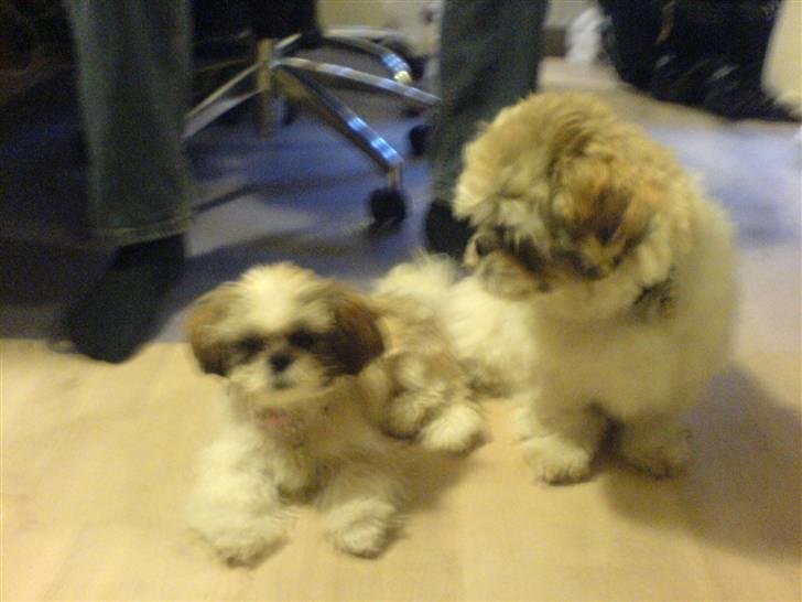 Shih tzu Lina - Gizmo tjekker lige min nye frisurer ud han kan så godt lide mig og passer godt på mig billede 3