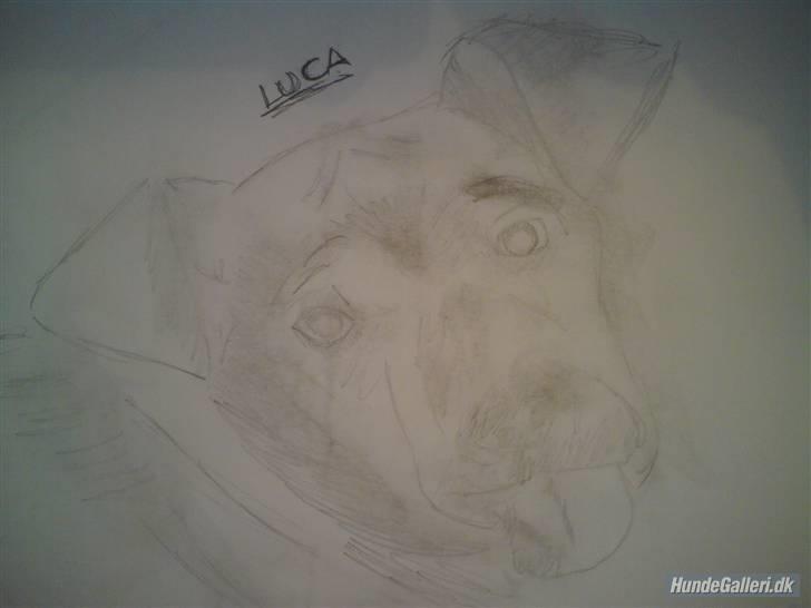 Blanding af racer Luca billede 14