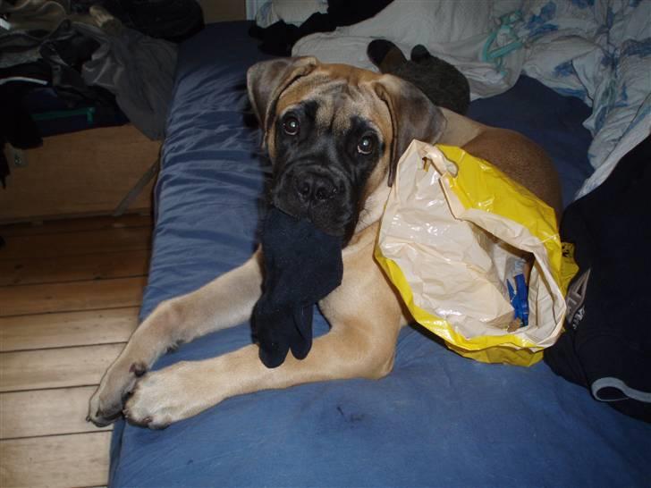 Bullmastiff Vega - Vega 19 uger. Hun hjælper mor med at ligge vasketøj sammen. billede 7