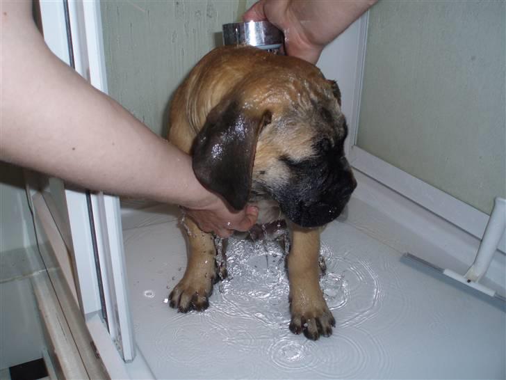 Bullmastiff Vega - Vegas første bad. billede 8