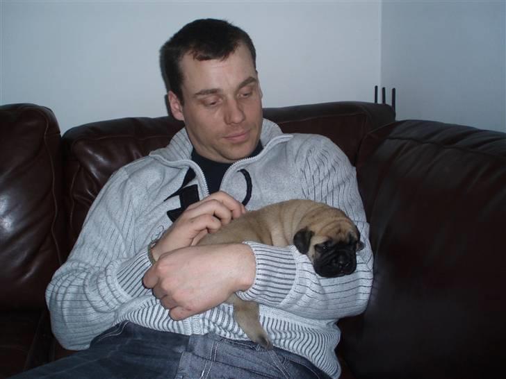Bullmastiff Vega - Se lige hvor meget jeg nu fylder på "fars" arm. Jeg er to uger gammel billede 9