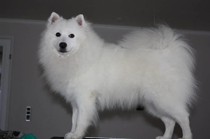 Japansk spids tiko - tiko dec 2009 billede 1