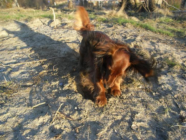 Dværggravhund Nuggi - Man er vel "Gravhund" billede 11