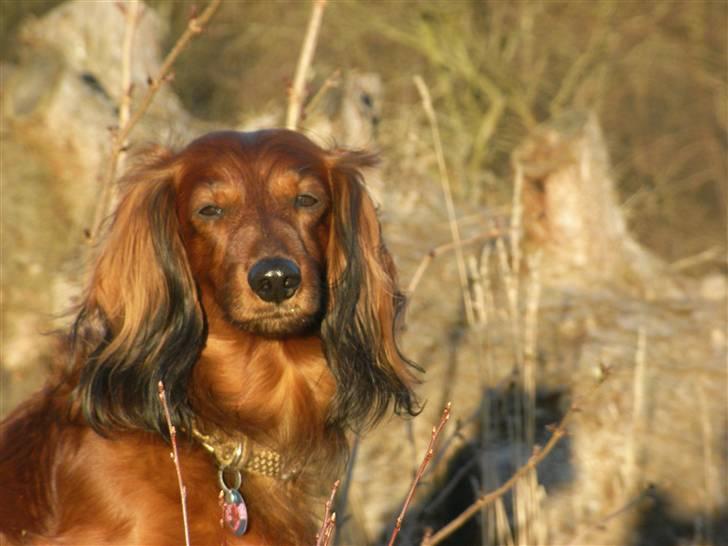 Dværggravhund Nuggi - Såå Smuk! billede 12