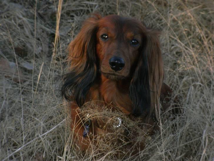 Dværggravhund Nuggi - (; billede 13