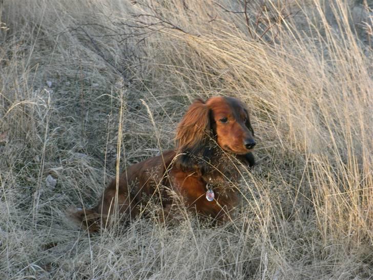 Dværggravhund Nuggi - Dejlig billede 14
