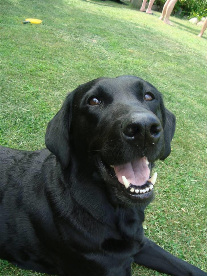 Blanding af racer Tøzzen billede 18