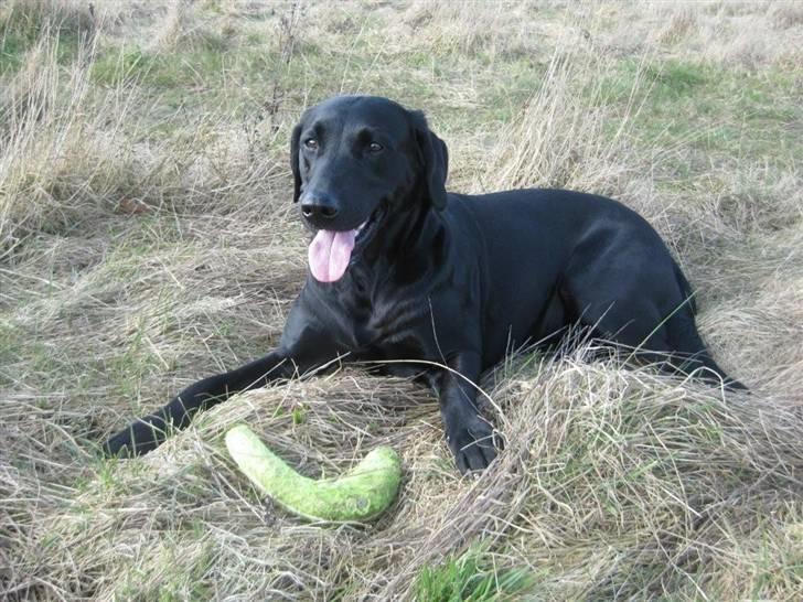 Blanding af racer Tøzzen - ja..... det her er livet..!!.. billede 19