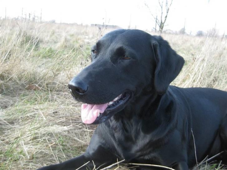 Blanding af racer Tøzzen billede 20