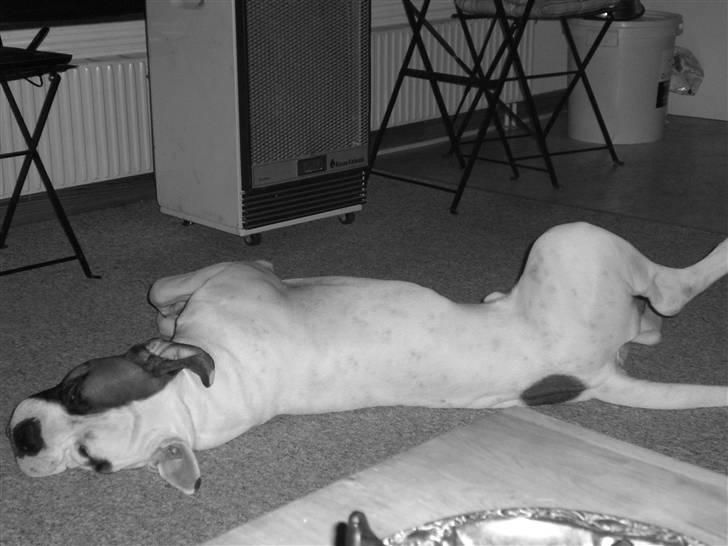 Amerikansk bulldog Hemi billede 11