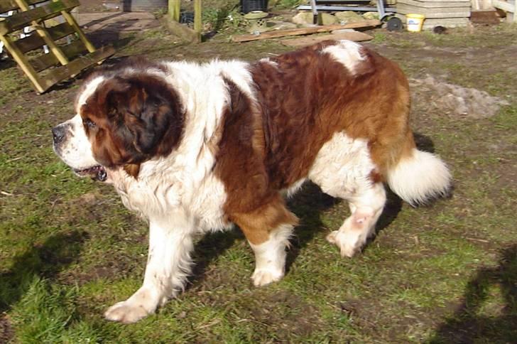 Sankt bernhardshund Rollo R.I.P billede 2
