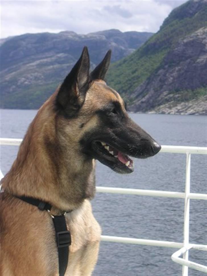 Malinois Isell's Xiff billede 1