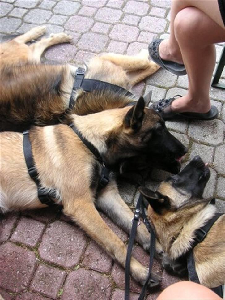 Malinois Isell's Xiff - Arh man kan da godt lige ligge her og slappe af:) billede 2