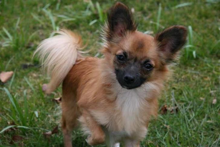 Blanding af racer Micko billede 1