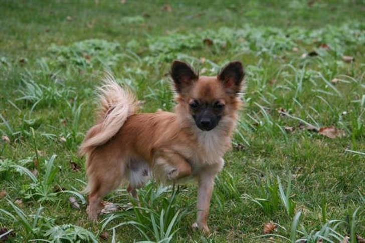 Blanding af racer Micko billede 2