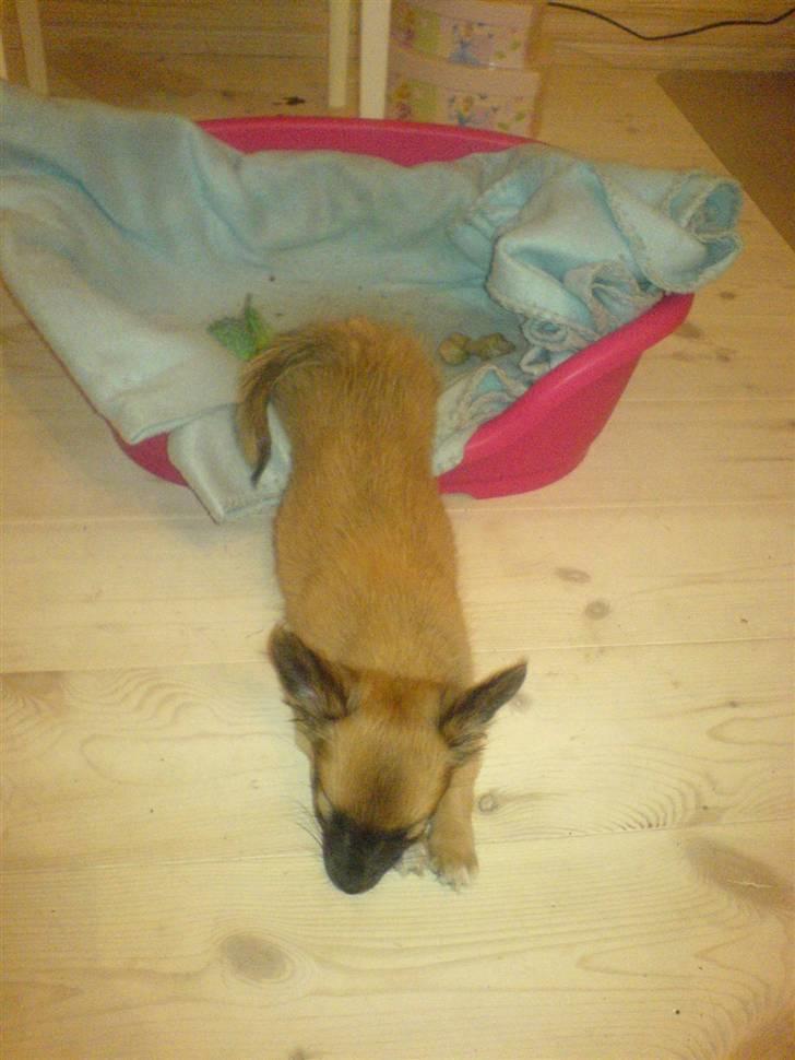 Blanding af racer Micko - Micko som lille <3 billede 3