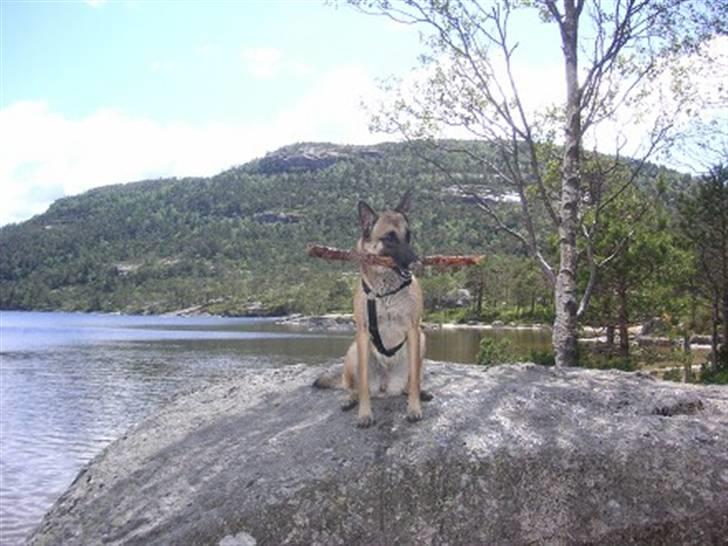 Malinois Isell's Xiff billede 4