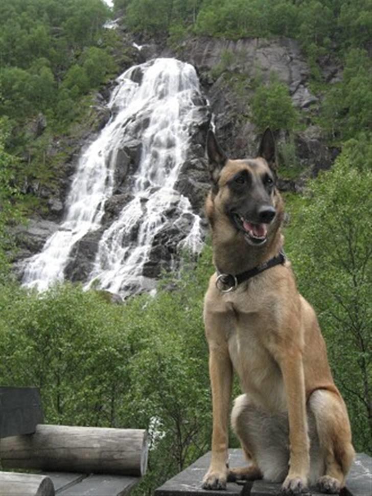 Malinois Isell's Xiff billede 5