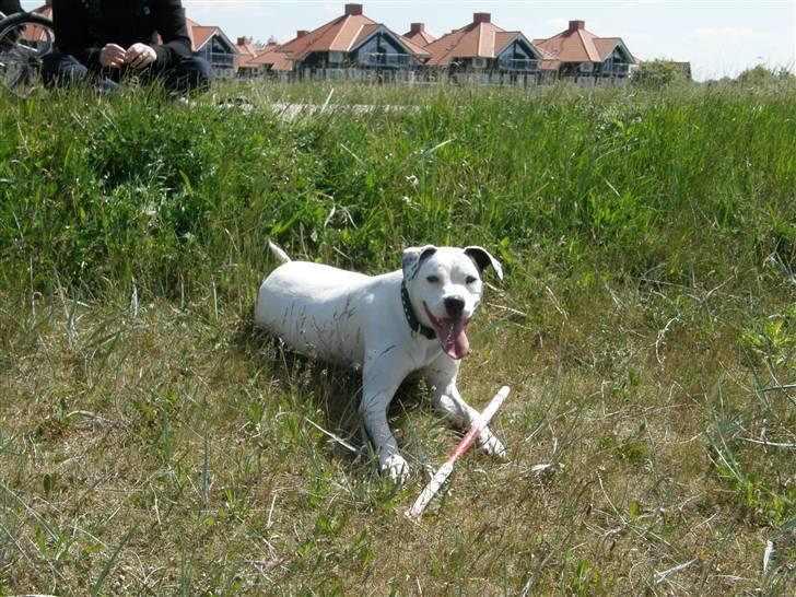 Amerikansk bulldog Snow - Her er jeg ude og lege, som jeg elsker :D billede 1