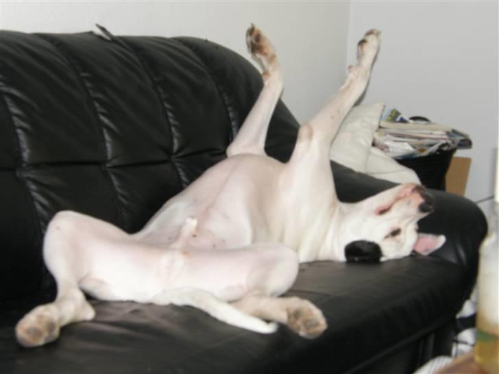 Amerikansk bulldog Snow - Ahh en dejlig lur . billede 2