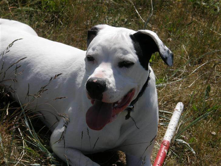 Amerikansk bulldog Snow - Ude og lege. billede 3