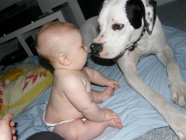 Amerikansk bulldog Snow - Elsker børn :D billede 4