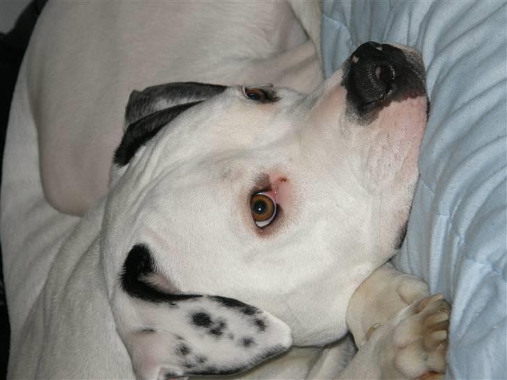 Amerikansk bulldog Snow billede 5