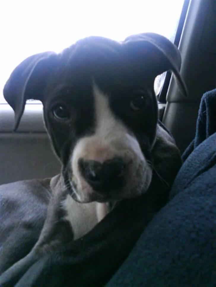 Amerikansk bulldog Zac billede 5