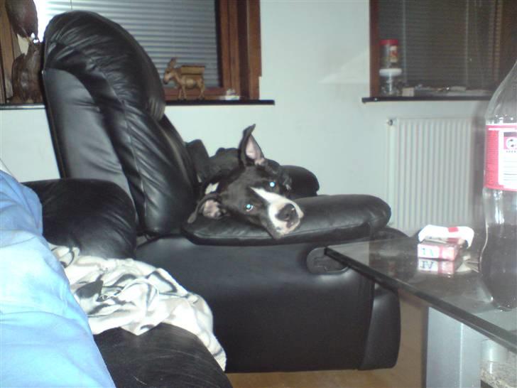 Amerikansk bulldog Zac billede 6